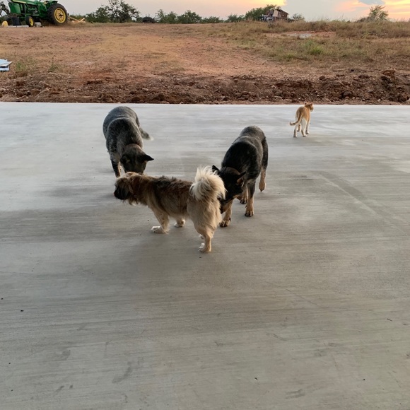 Meet your Posher, Arlene - Picture 3 of 3